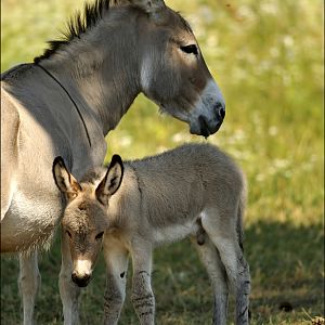 Thueringer Wald donkey at erfurt zoo