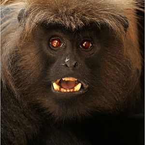 Nilgiri-Langur at erfurt zoo
