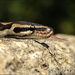 Royal python at erfurt zoo