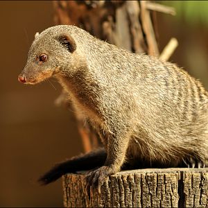 Banded mongoose at erfurt zoo