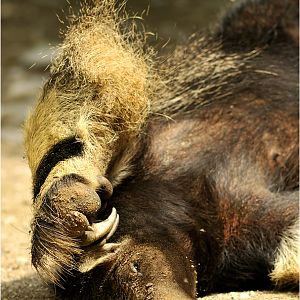 Anteater at munich zoo
