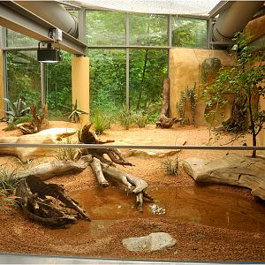 New tegu exhibit at munich zoo