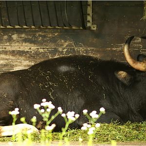 Gaur at munich zoo