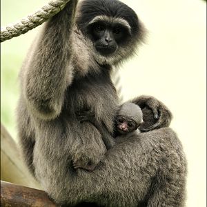 Silvery gibbon at munich zoo