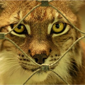 Lynx at munich zoo