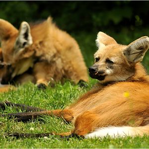 Maned wolfes at munich zoo
