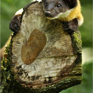 yellow-throated marten at nuremberg zoo