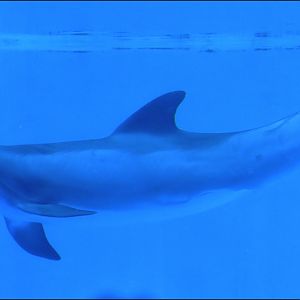 Bottle nose dolfin at nuremberg zoo