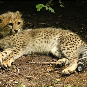 Baby cheetah at nuremberg zoo