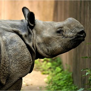 Indian rhino at nuremberg zoo