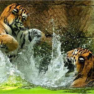 Amur tigers at nuremberg zoo