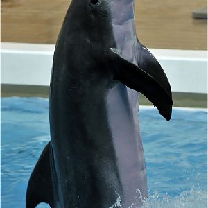 Bottle nose dolfin at nuremberg zoo