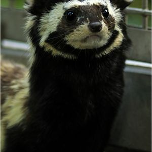 Marbled polecat at nuremberg zoo