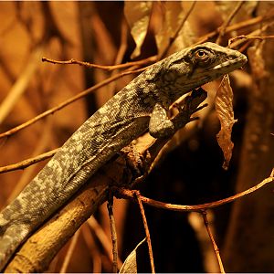 Prehensile-tailed iguana at nuremberg zoo