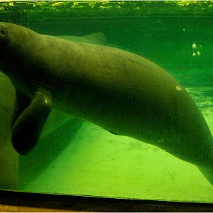 Manati at nuremberg zoo