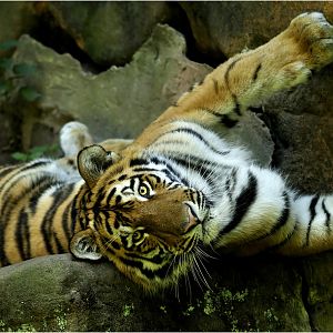 Amur tiger at nuremberg zoo