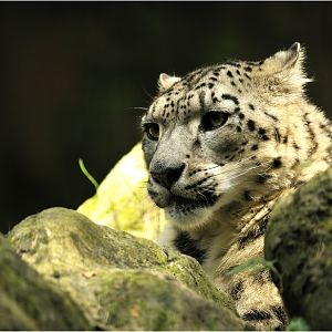 Snow leopard at nuremberg zoo