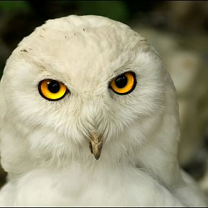 Snowy owl at ZOOM Gelsenkirchen