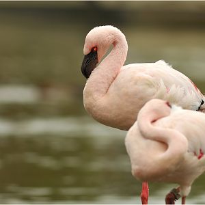 Lesser flamingo at ZOOM Gelsenkirchen