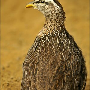 Double-spurred francolin at ZOOM Gelsenkirchen