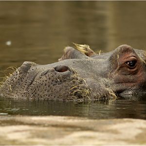Hippo at ZOOM Gelsenkirchen