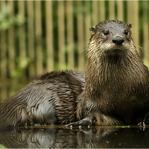 Canadian otter at ZOOM Gelsenkirchen