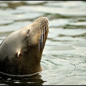 Sealion at ZOOM Gelsenkirchen
