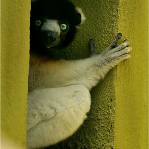 Sifaka at Besançon zoo