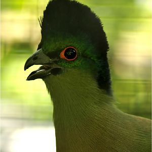 Lady Ross' plantain-eater at Besançon zoo