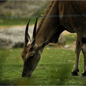 Eland at Lyon zoo