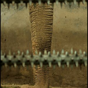 Old elephant at Lyon