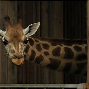 Kordofan giraffe at Lyon