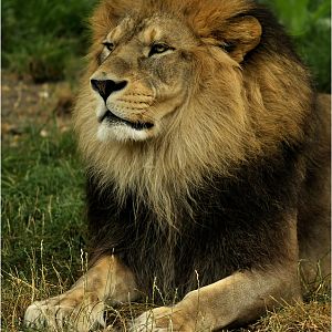Barbary lion at Lyon