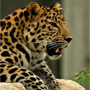 Amur leopard at Lyon