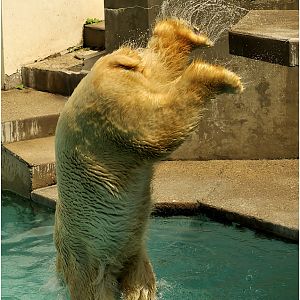 Polar bear at Mulhouse zoo