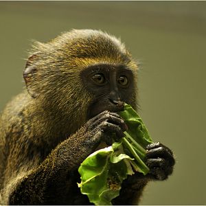 Hamlyn's monkey at Mulhouse zoo