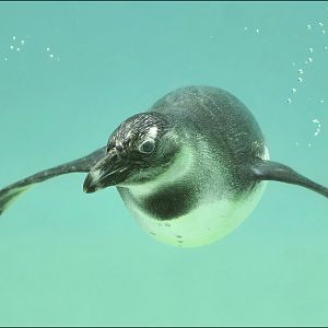Penguin at Mulhouse zoo