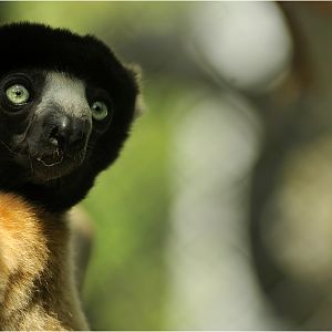 Sifaka at Mulhouse zoo