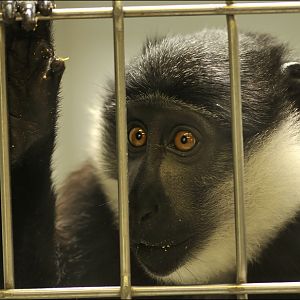 L'Hoest's monkey at Mulhouse zoo