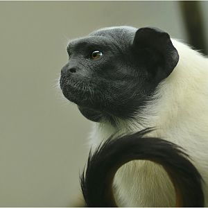 Pied tamarin at Mulhouse zoo