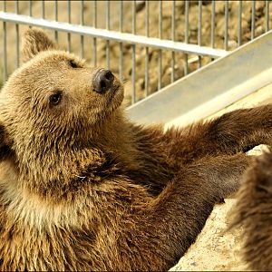 Baby bear at the bear pit