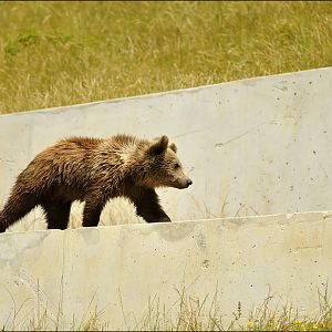 Baby bear at the bear pit