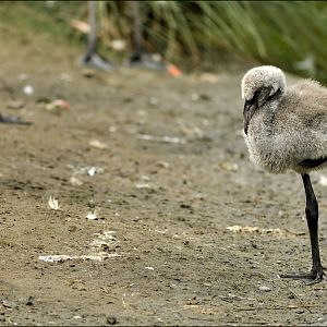 Babyfamlingo at Dählhölzli zoo
