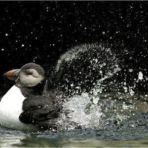 Puffin at Dählhölzli zoo