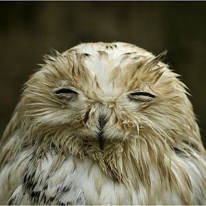 Wet snowy owl at Dählhölzli zoo