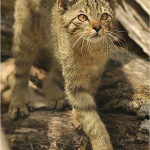 European wild cat at Dählhölzli zoo