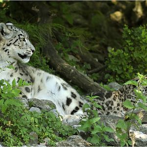 Snow leopards at Zürich Zoo
