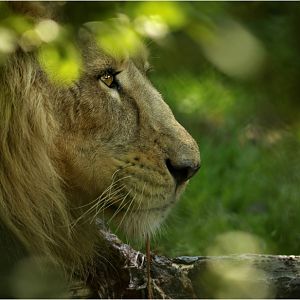 Indian lion at Zürich Zoo