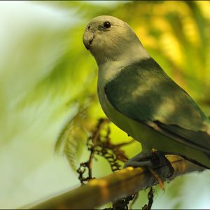 Greay headed lovebird at Zürich Zoo