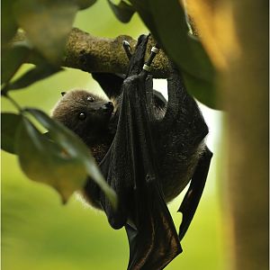 Rodrigues fruitbat at Zürich Zoo